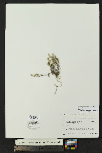 Lappula heterosperma image