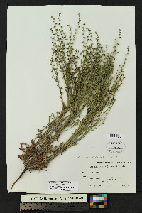 Lappula heterosperma image