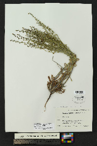 Lappula heterosperma image