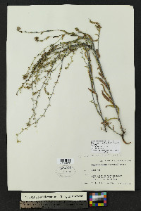 Lappula occidentalis var. occidentalis image