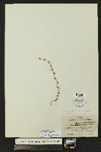 Lappula heterosperma image