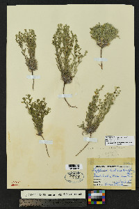 Lappula heterosperma image
