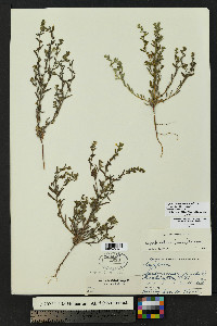 Lappula heterosperma image