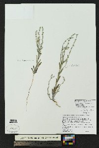 Lappula heterosperma image
