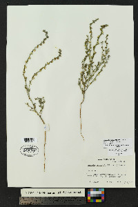 Lappula heterosperma image