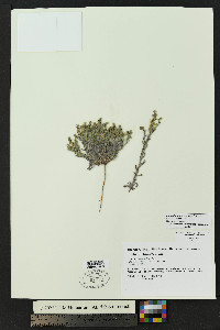 Lappula heterosperma image
