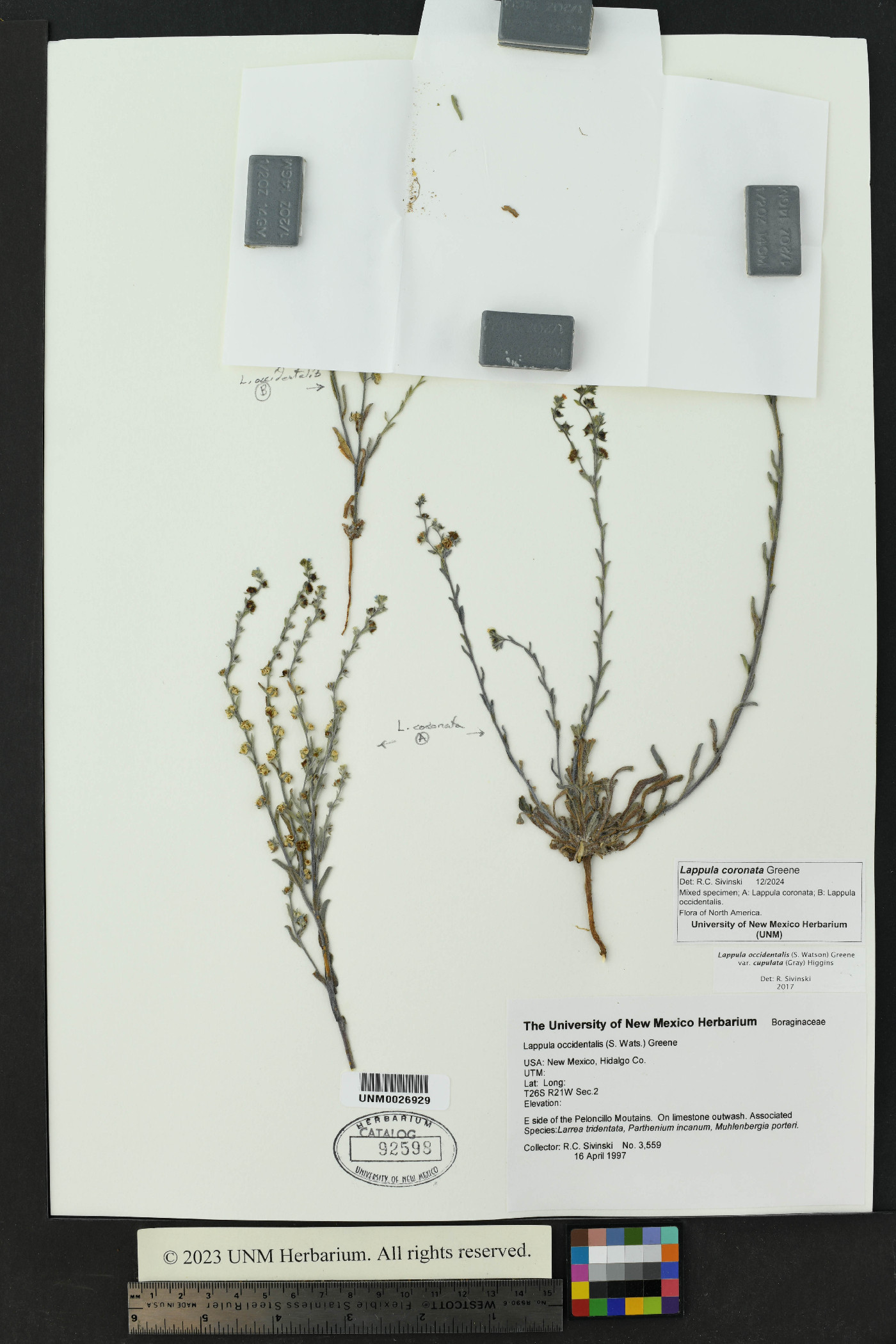 Lappula coronata image