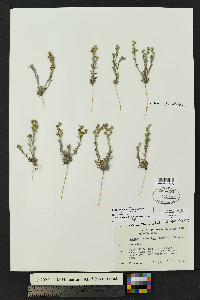 Lappula heterosperma image