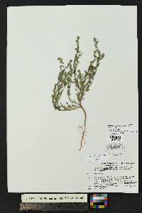Lappula heterosperma image