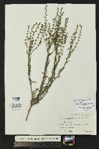 Lappula heterosperma image