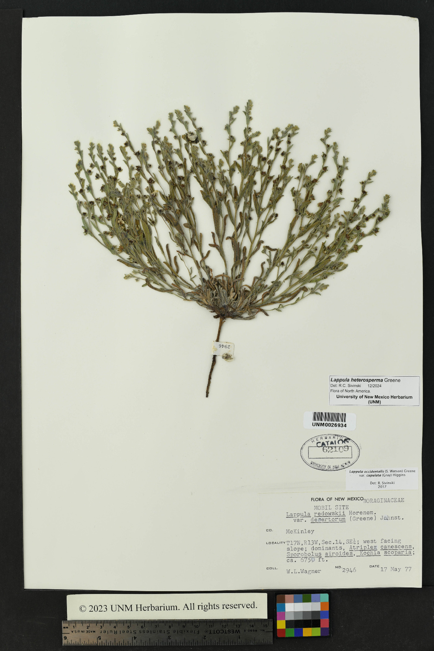 Lappula heterosperma image