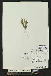 Lappula heterosperma image