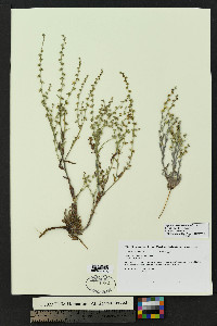 Lappula heterosperma image