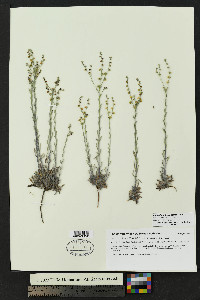 Lappula heterosperma image