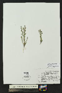 Lappula heterosperma image