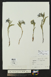 Mertensia fendleri var. fendleri image