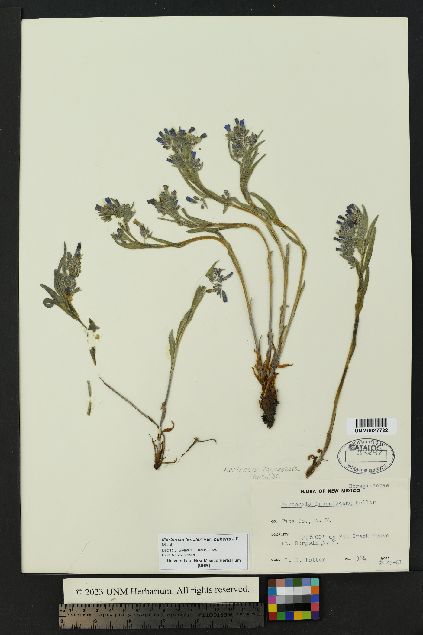 Mertensia fendleri var. pubens image