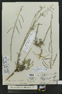 Boechera quadrangulensis image