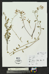 Lyrocarpa coulteri image