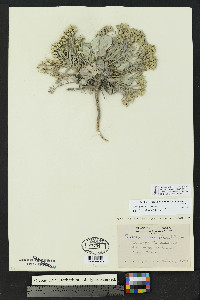 Physaria bellii image