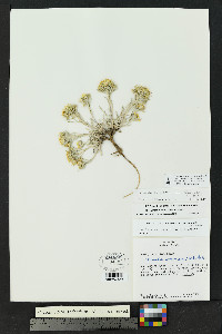 Physaria intermedia image