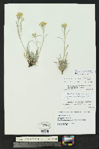 Physaria intermedia image