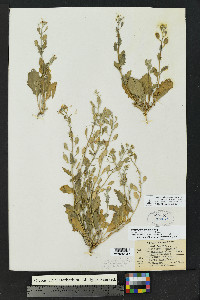 Synthlipsis greggii image