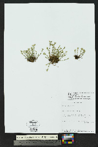 Arenaria lanuginosa var. saxosa image