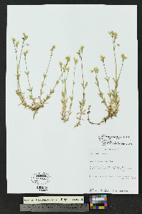 Cerastium beeringianum image