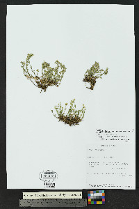 Arenaria lanuginosa image