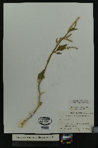 Chenopodium berlandieri image