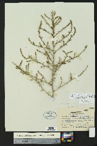 Salsola tragus image