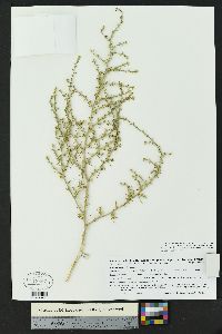 Salsola tragus image