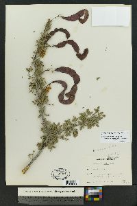 Acacia greggii image