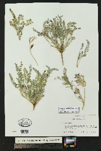 Astragalus iodopetalus image