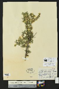 Philadelphus mearnsii image