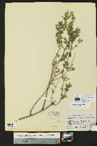 Philadelphus mearnsii image