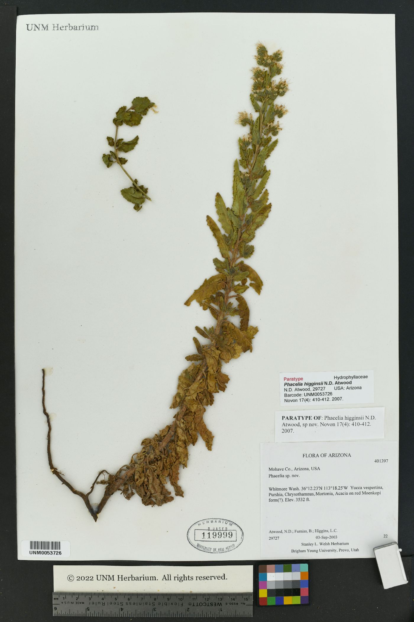 Phacelia higginsii image