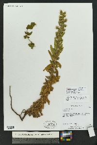 Phacelia higginsii image