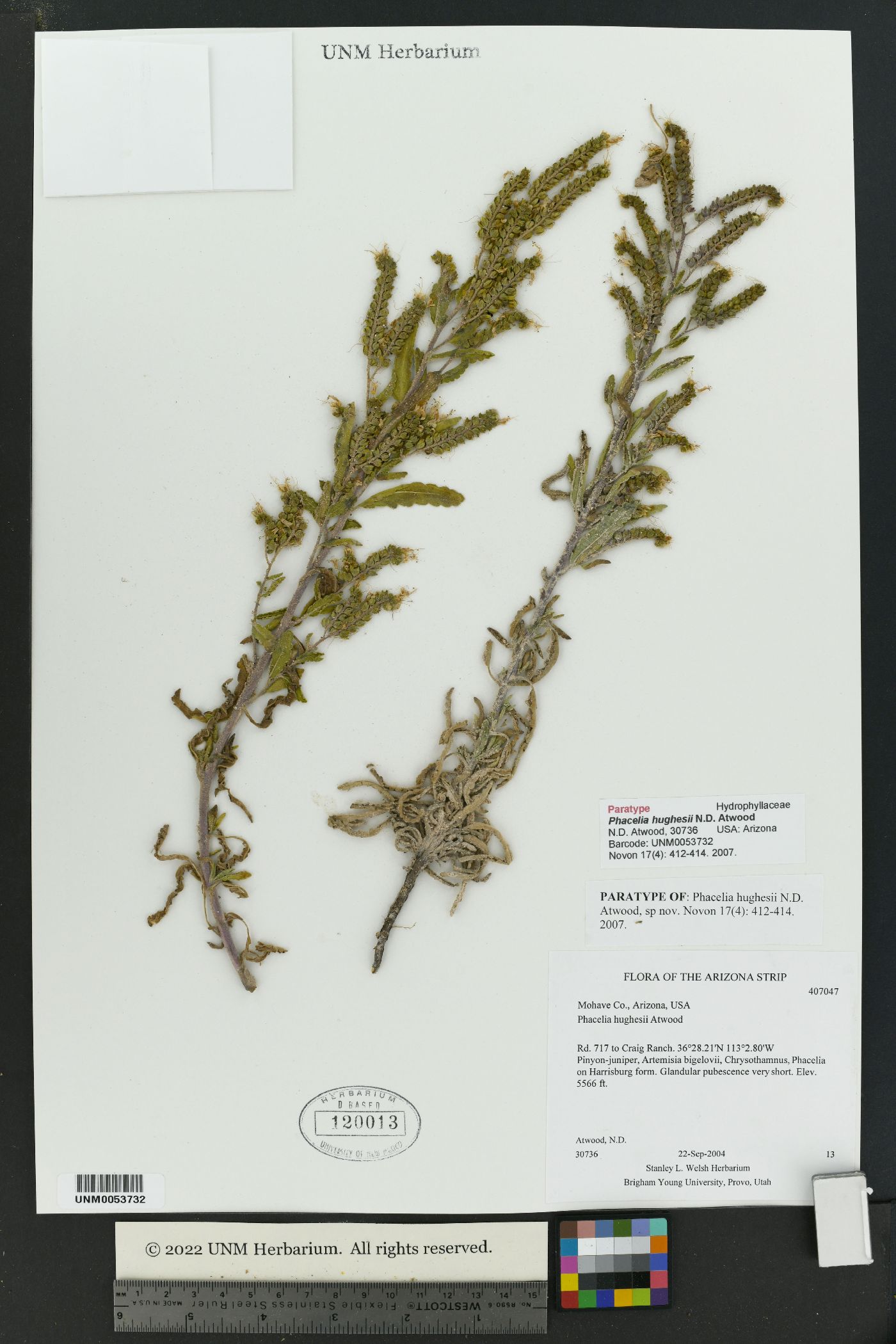 Phacelia hughesii image