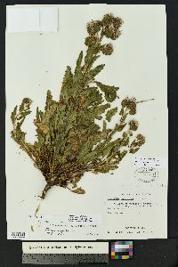 Phacelia integrifolia image