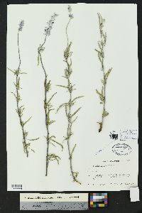 Salvia farinacea image