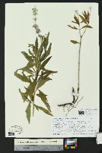 Salvia farinacea image