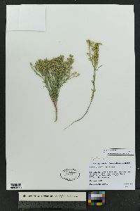 Linum berlandieri image