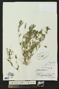 Mentzelia albicaulis image