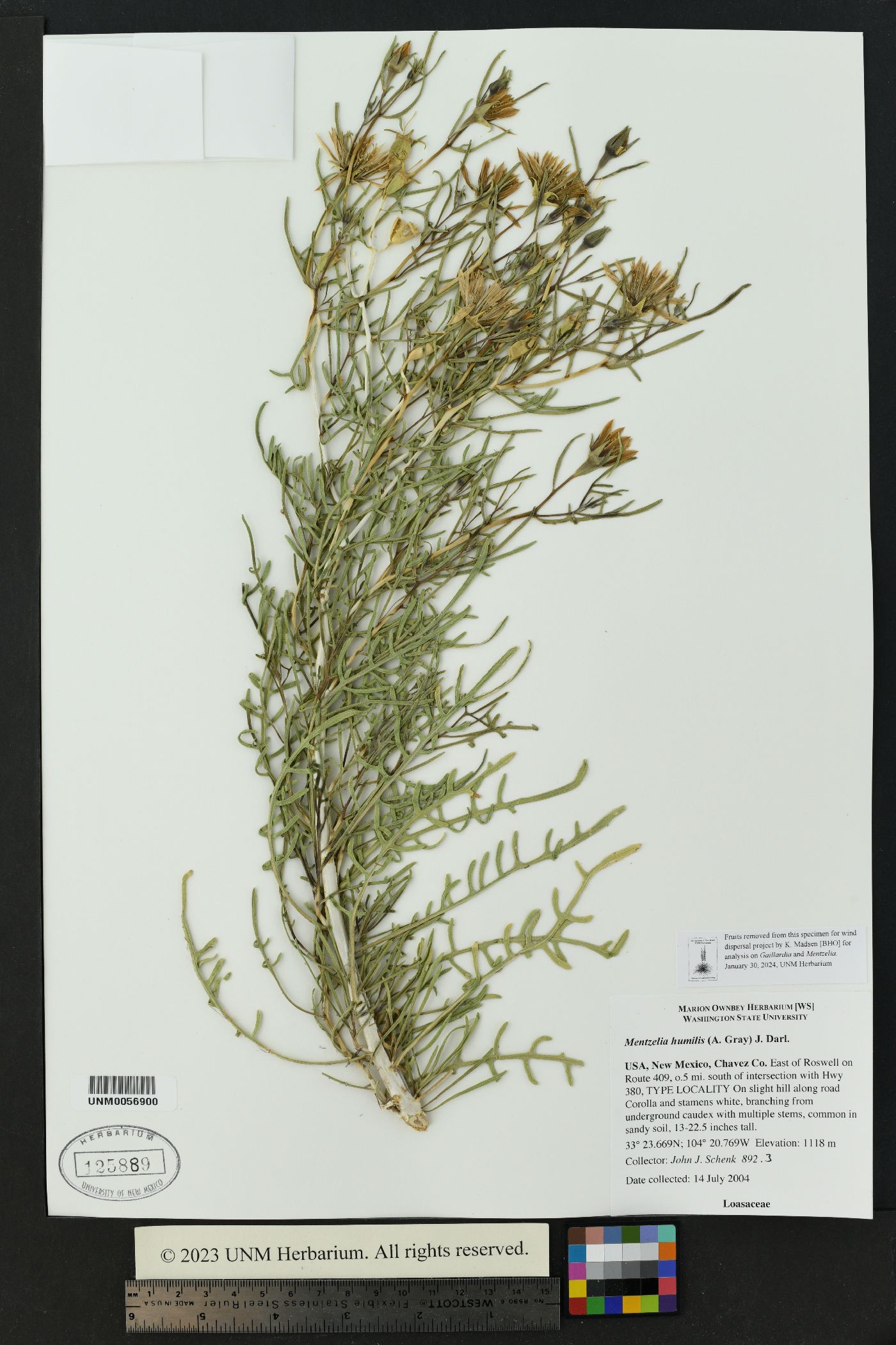 Mentzelia humilis var. humilis image