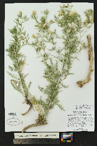 Mentzelia humilis var. humilis image