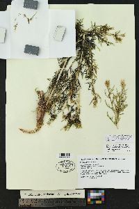 Mentzelia humilis image