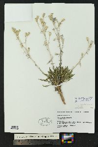 Mentzelia perennis image