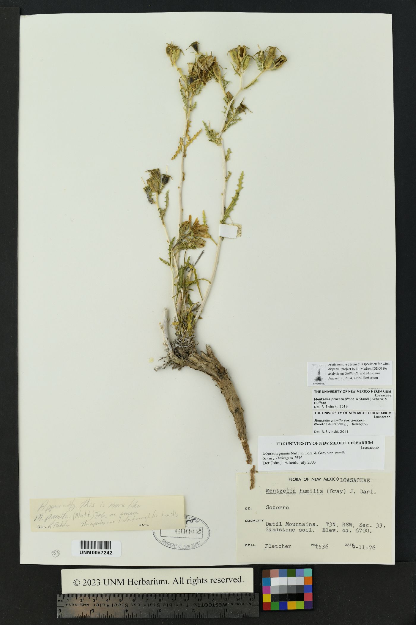 Mentzelia procera image